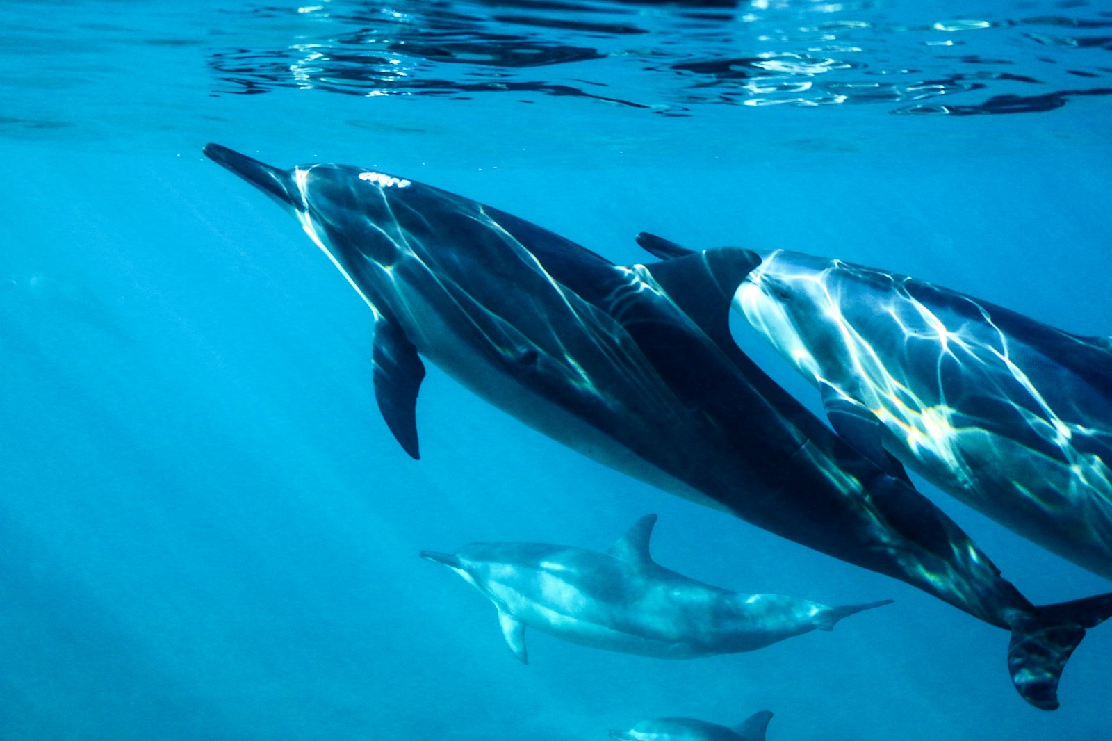 Private dolphin tours